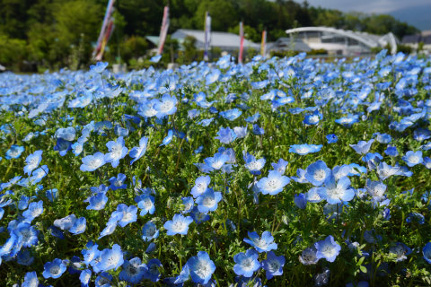 新着情報 山中湖観光情報