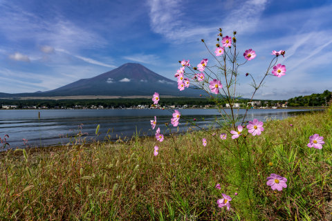 9/14、湖畔に咲くコスモスと富士山