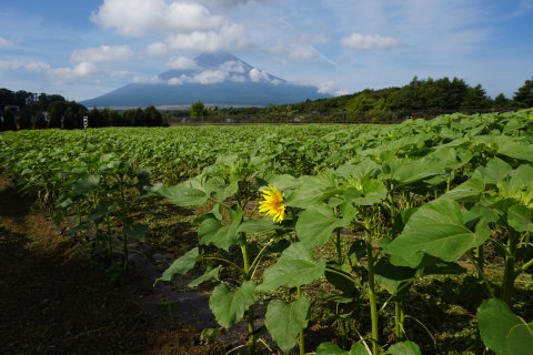 9/14、1輪だけ咲いているひまわり