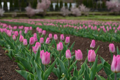 4/24、花の都公園チューリップ