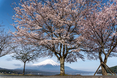 4/22、満開の桜