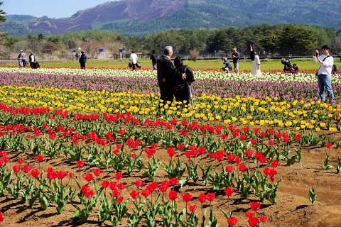 5/1、花の都公園チューリップ畑