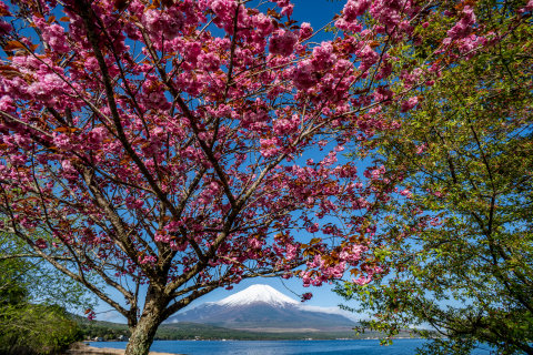 5/7、きららの八重桜
