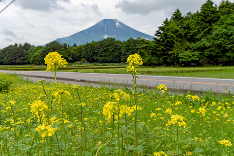6/12、花の都公園のキカラシ
