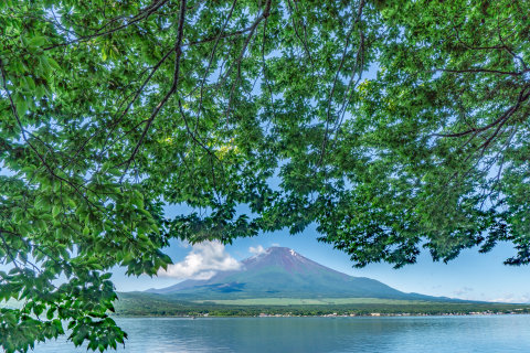 6/17、湖畔の木の下から望む富士山