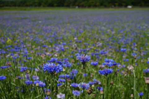 7/4、花の都公園のヤグルマギク