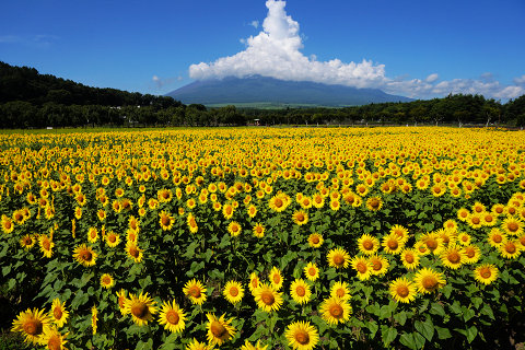 7/23、花の都公園のひまわり