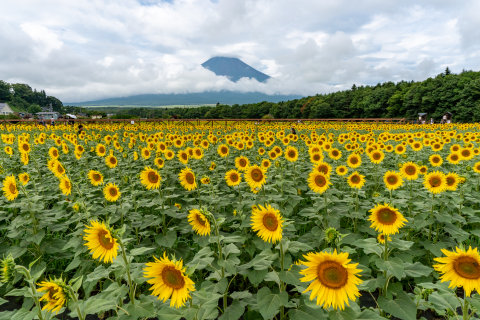 8/13、花の都公園のひまわり