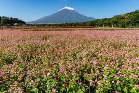 9/17、花の都公園の赤ソバ