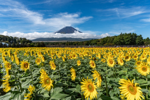 10/8、満開のひまわり畑