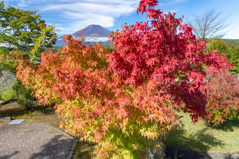 10/8、紅葉