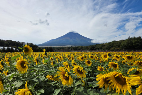 10/12、花の都公園ひまわり