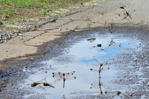 10/12、水たまりに産卵するトンボ
