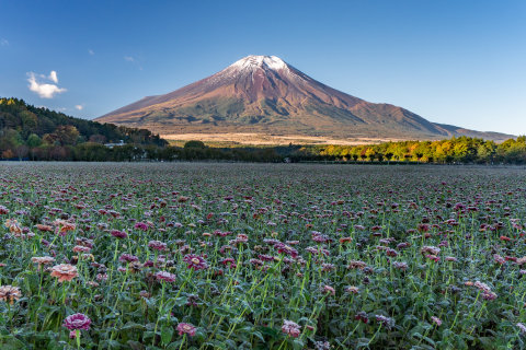10/28、初霜で白くなった百日草