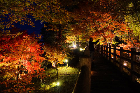 11/5、紅葉ライトアップ