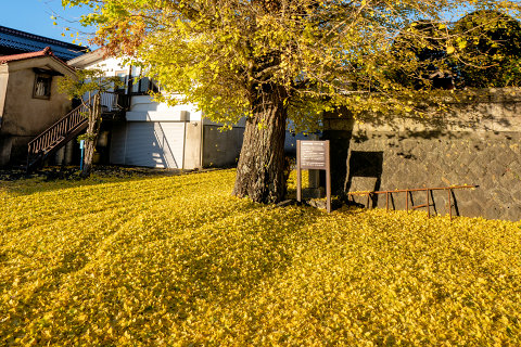 11/12、イチョウの黄葉の絨毯