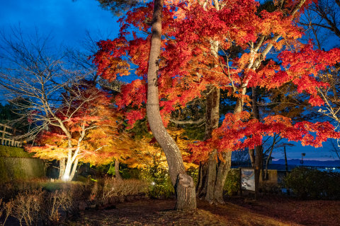 11/13、紅葉ライトアップ